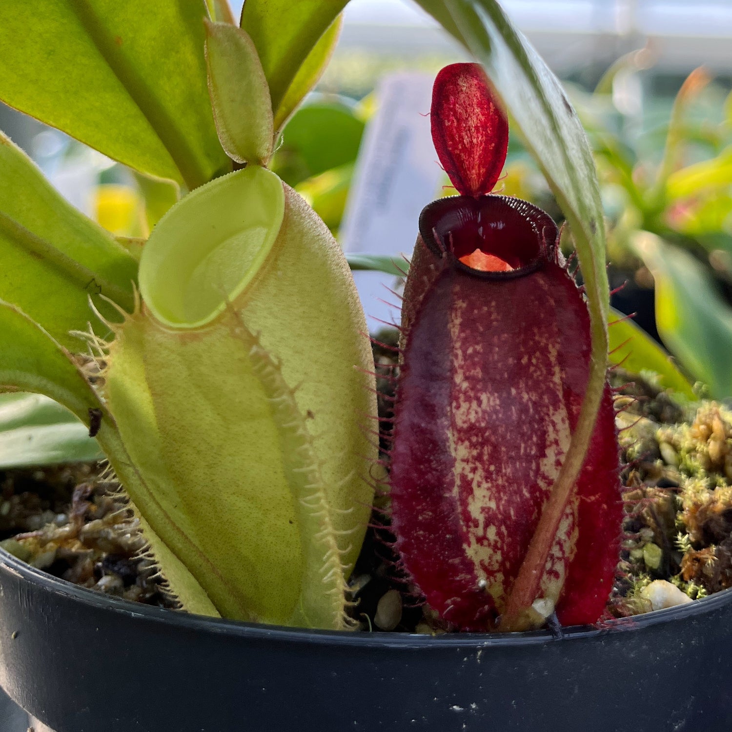 Tieflandarten der Nepenthes – Tropische Pracht