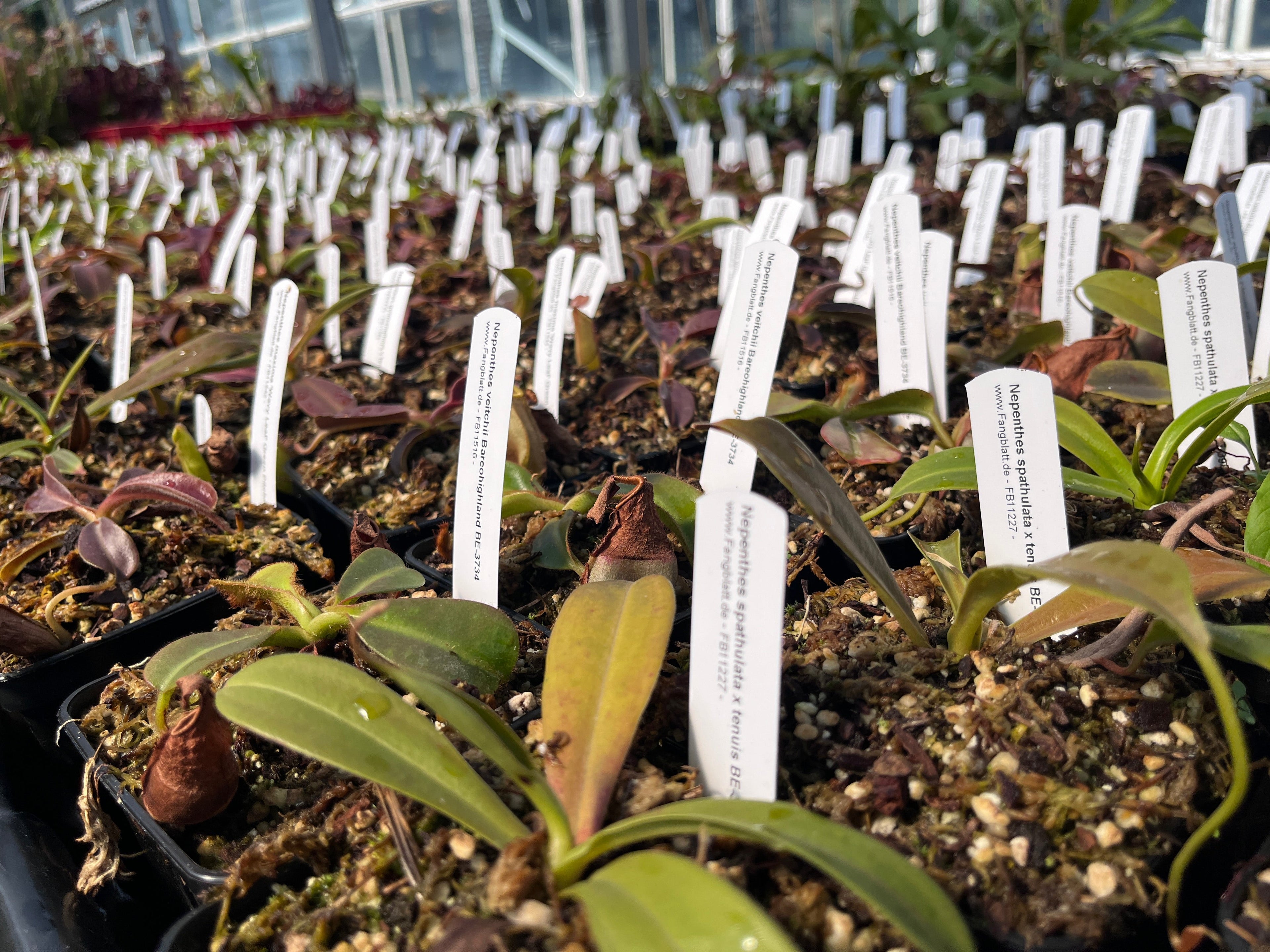 Neue & wieder verfügbare Nepenthes 2025