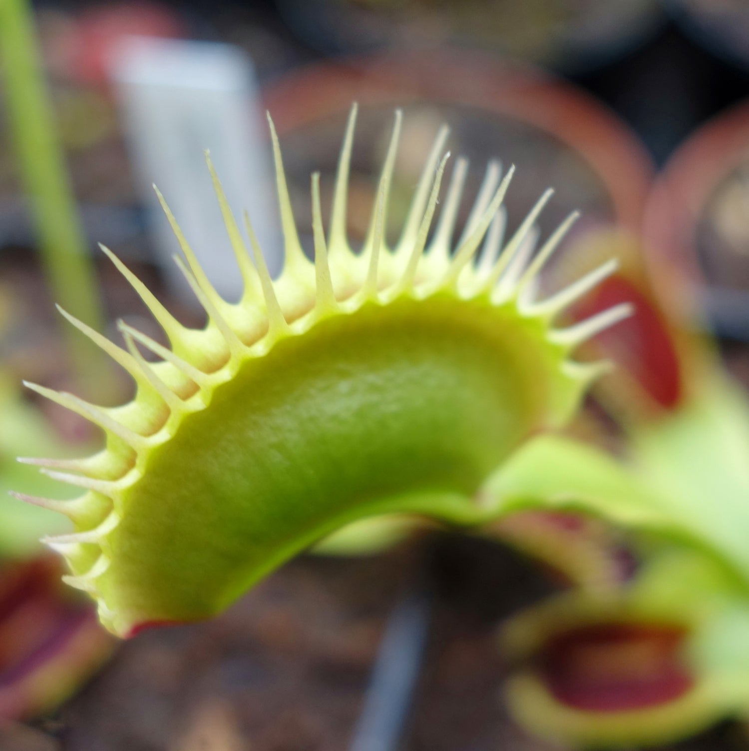 Dionaea muscipula in klassischem Grün