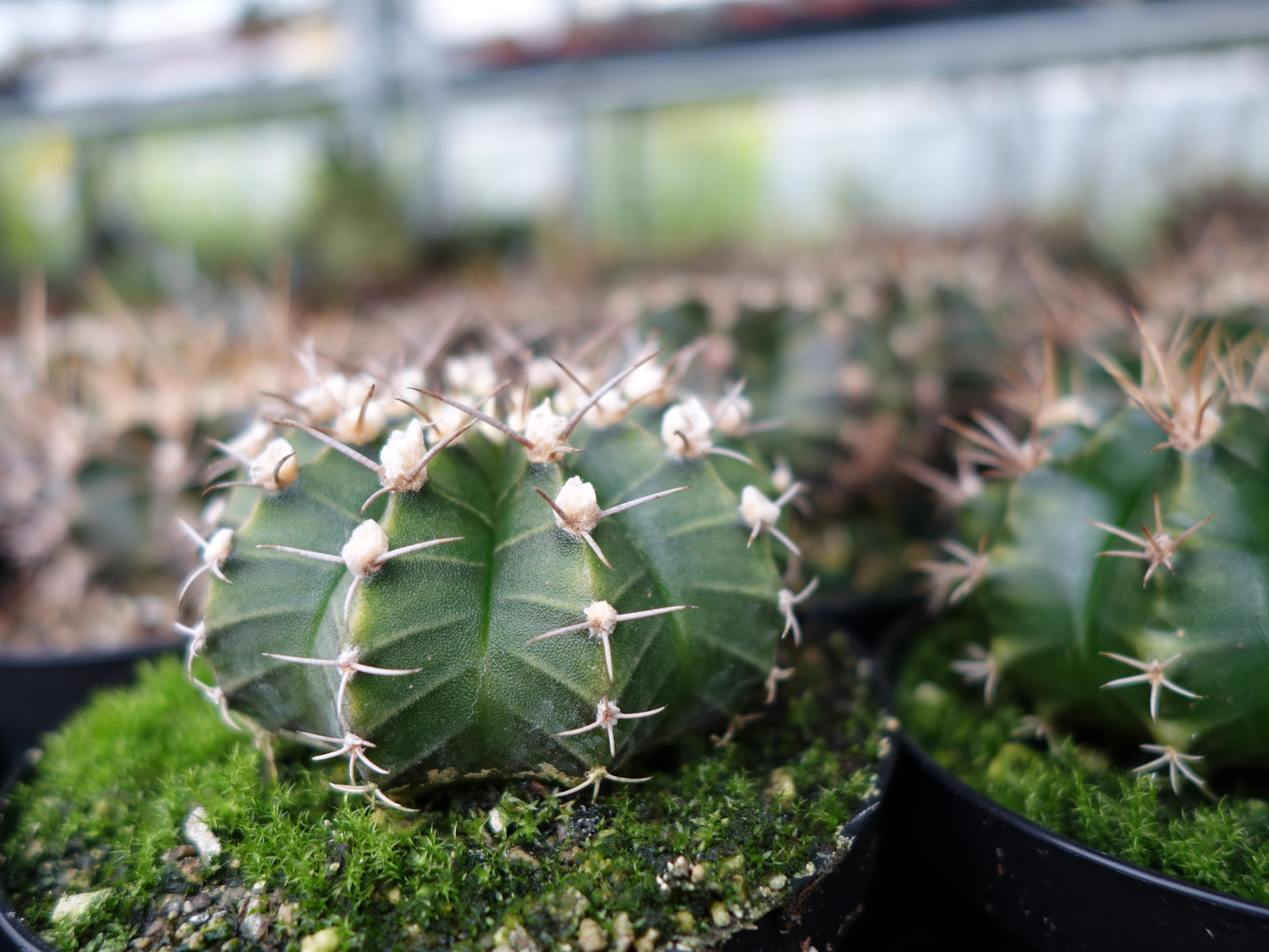 Gymnocalycium Geheimnis - Kugeln voller Charakter