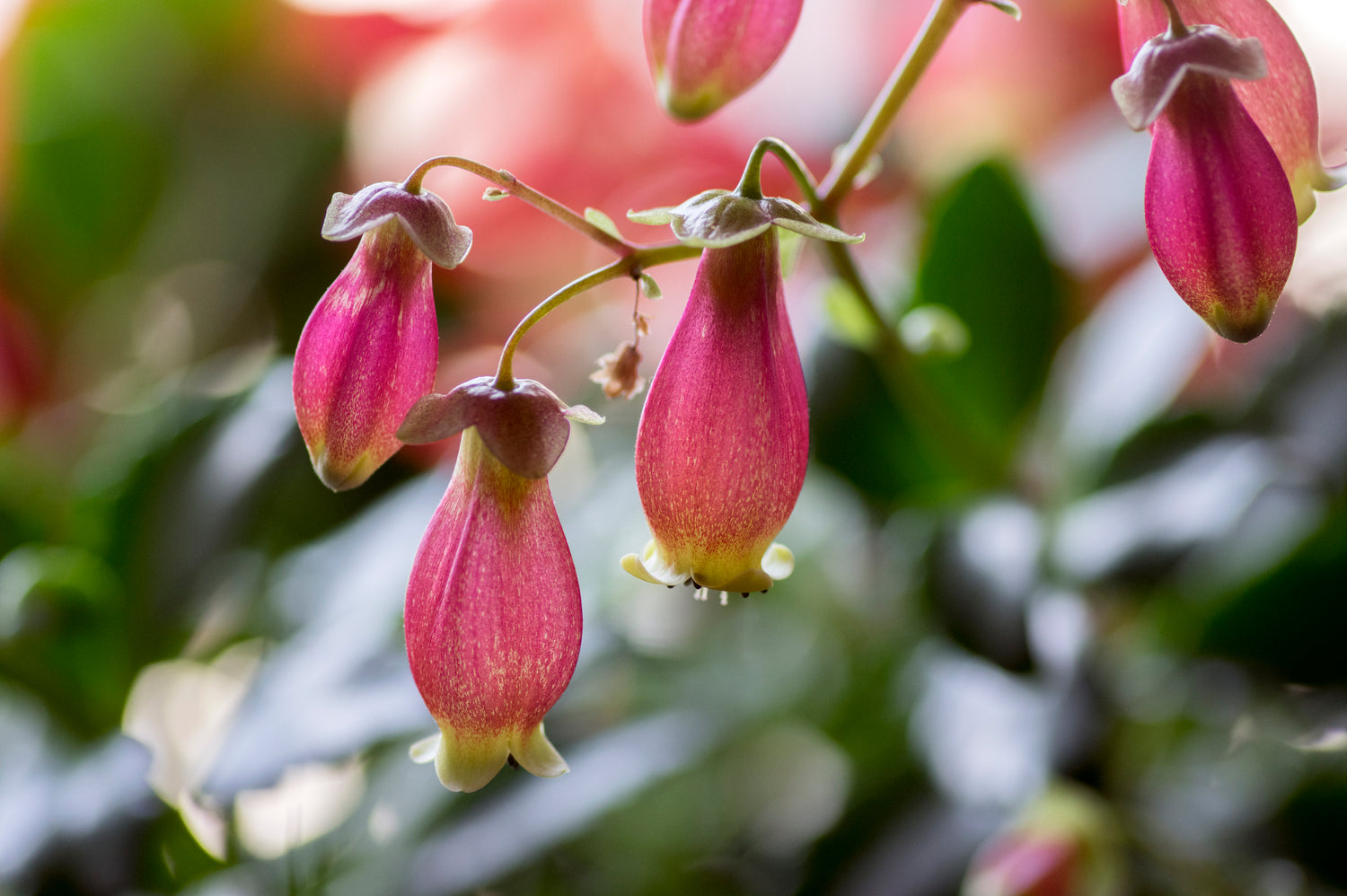 Kalanchoe Kreation - Meisterwerke der Natur