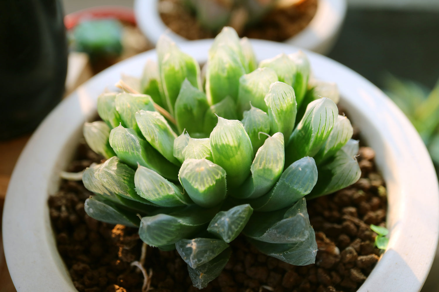 Haworthia Harmonie - Miniaturen der Ruhe