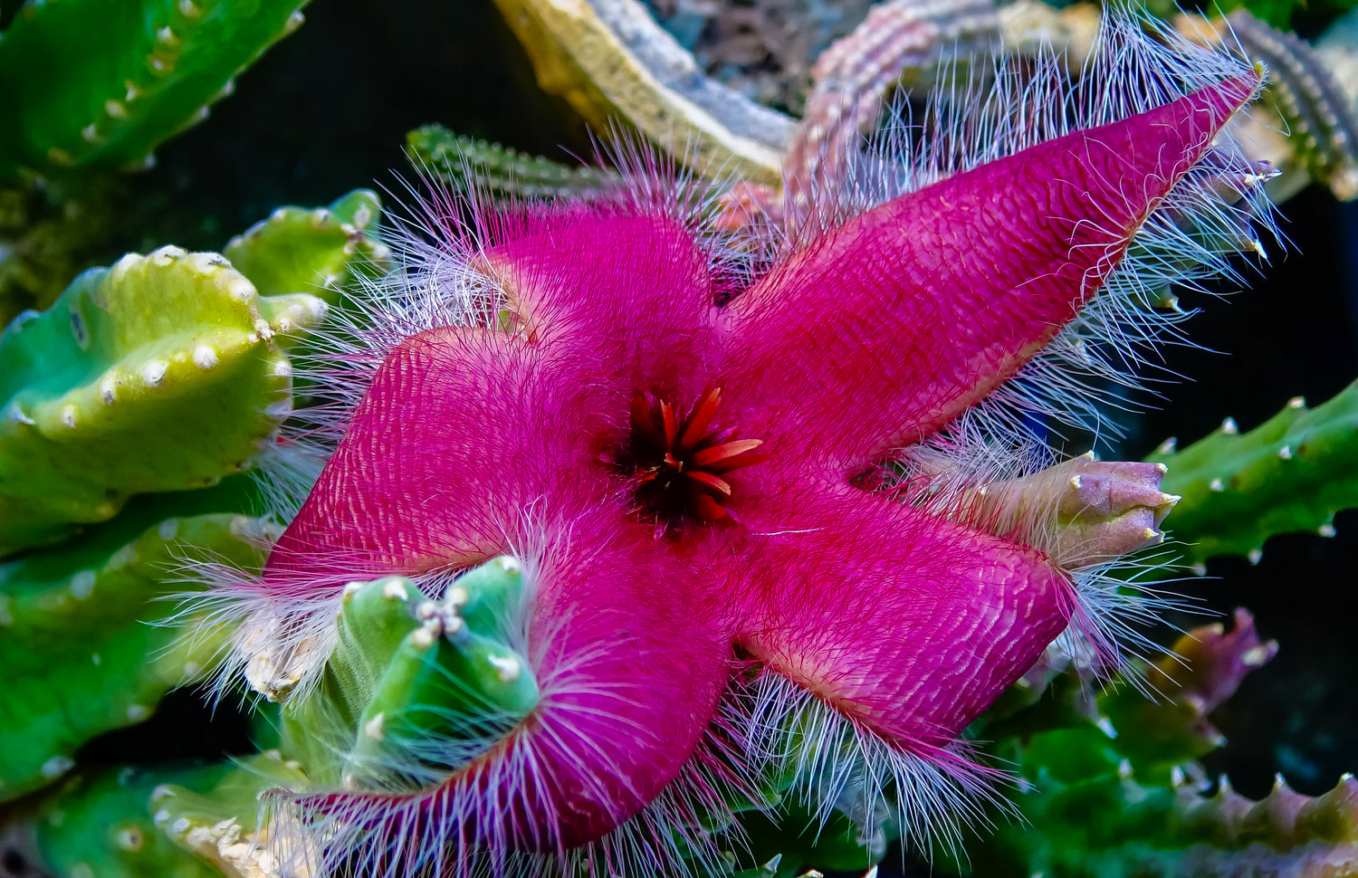 Stapelia Sterne - Exotische Blütenwunder