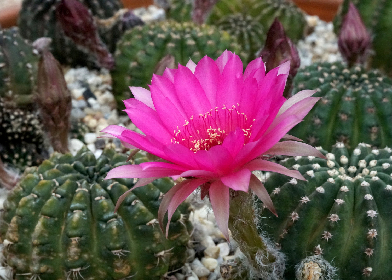 Echinopsis Erlebnis - Blühende Wunderkugeln