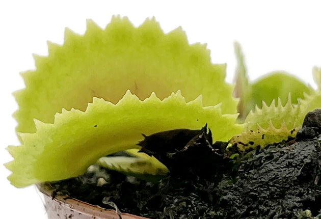 Dionaea muscipula mit kurzen Zähnen