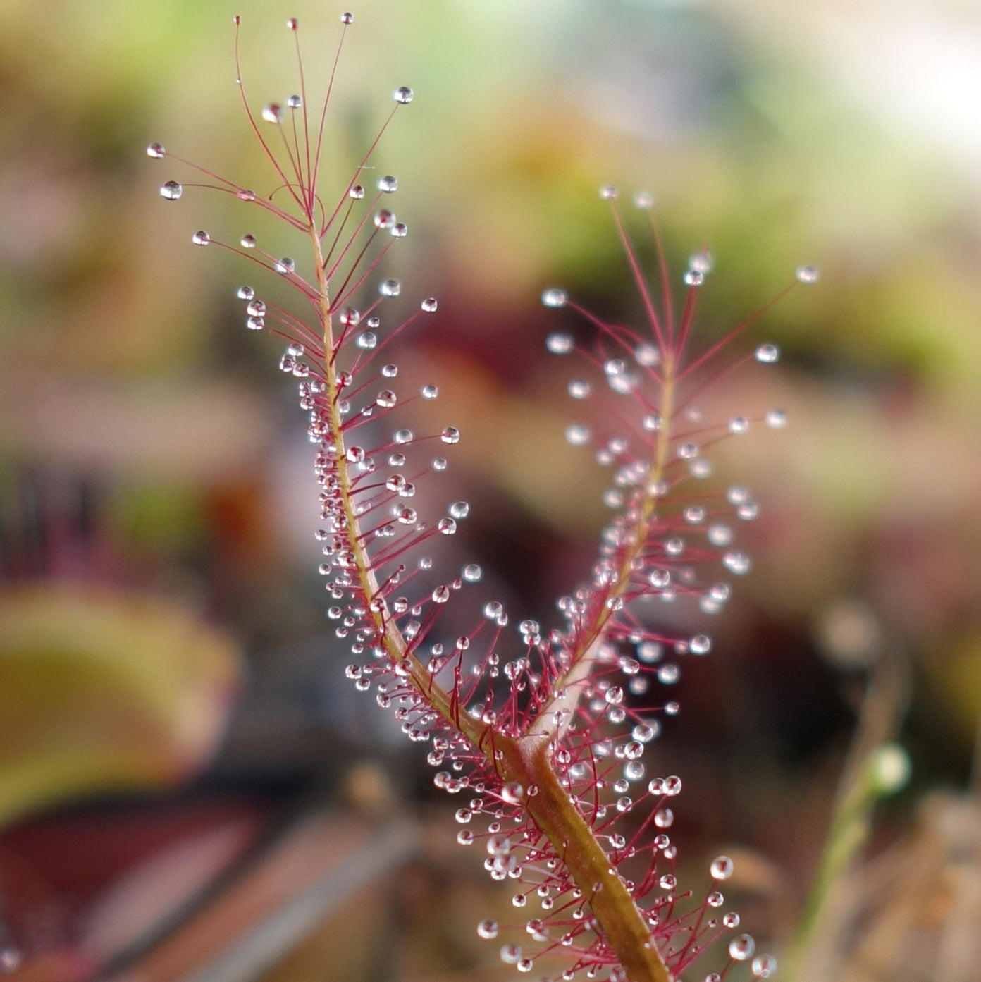 Drosera – Das glitzernde Juwel unter den Karnivoren