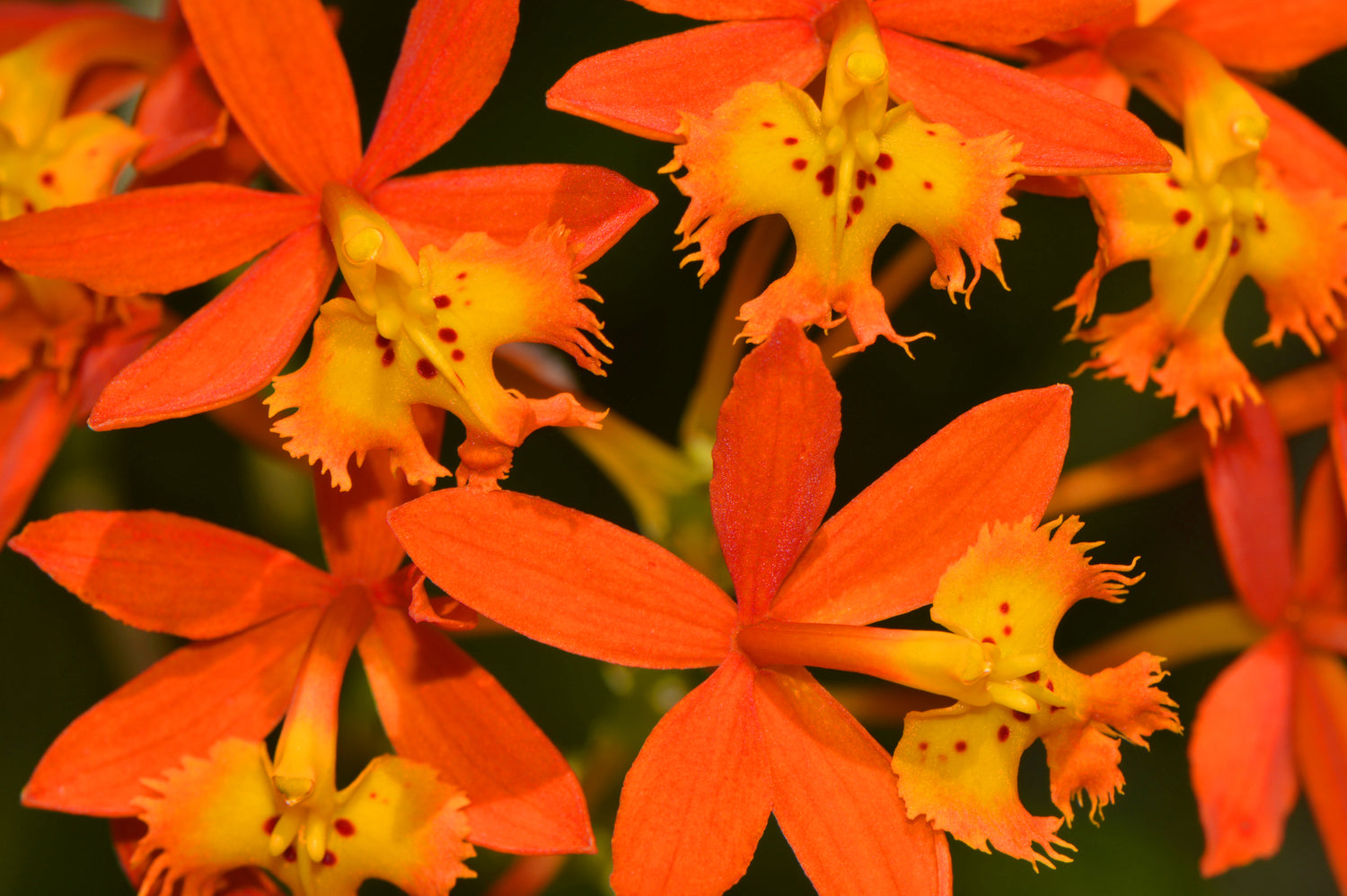 Epidendrum - Farbenfrohes Orchester der Blüten