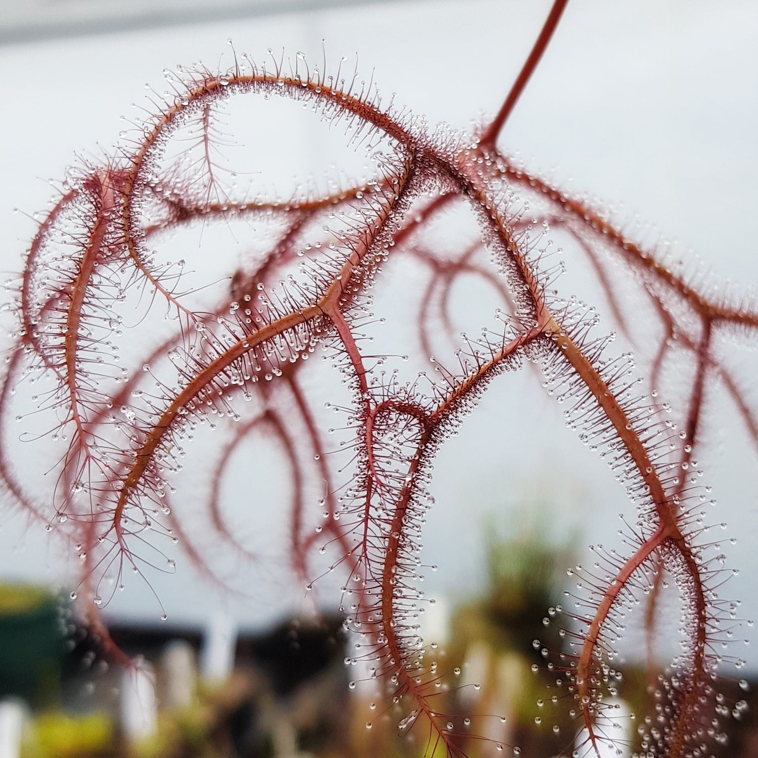 Drosera Binata – der Gabelige Sonnentau