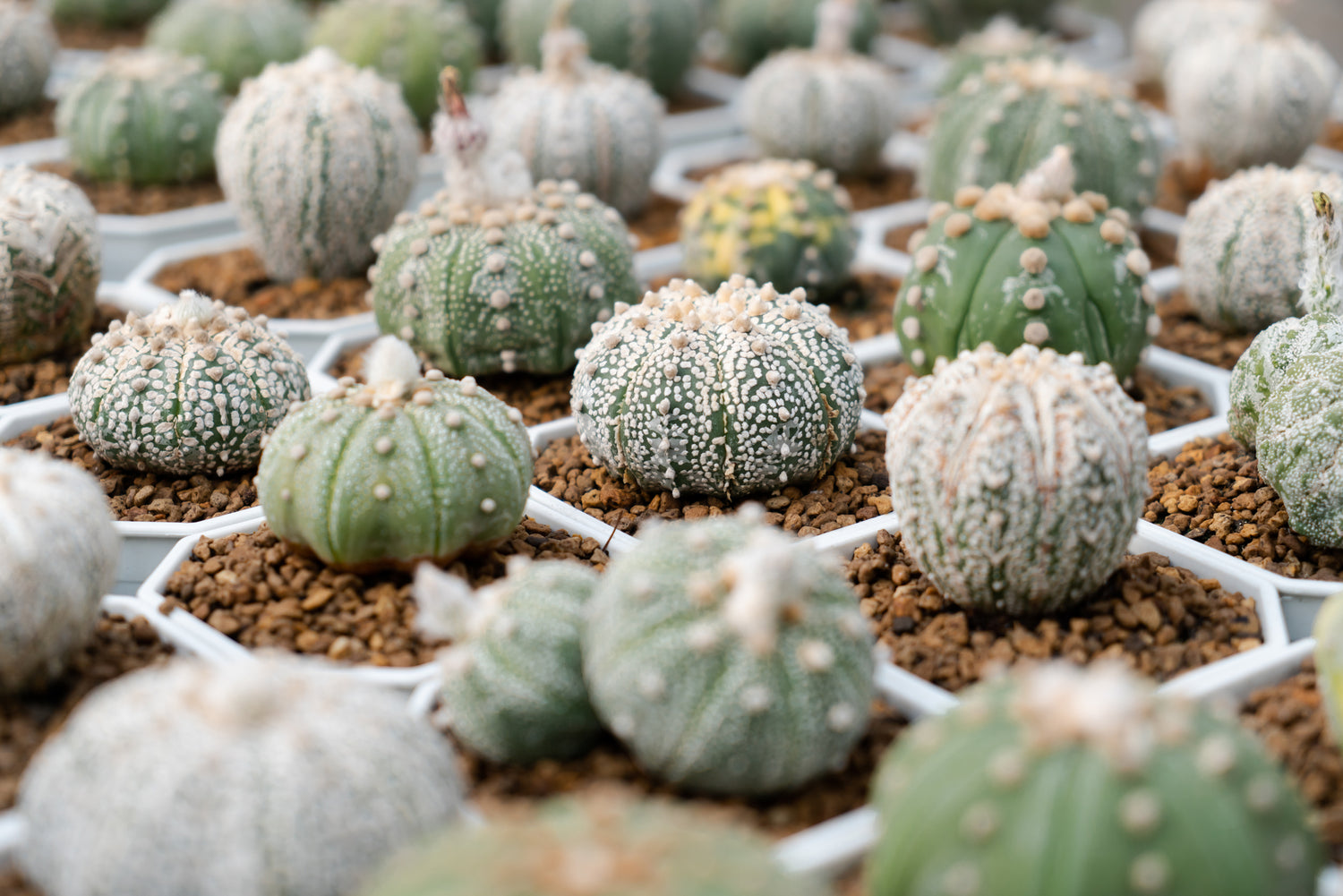 Astrophytum - Sternformige Sukkulenten-Magie