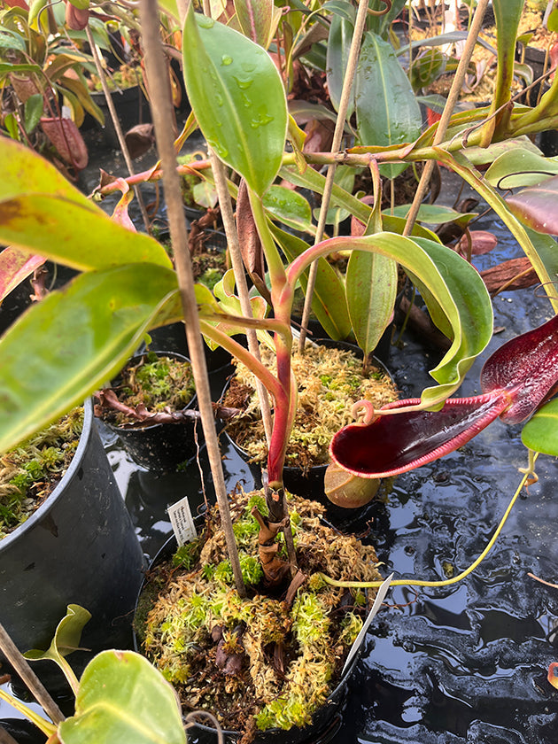 Nepenthes Bestseller – Unsere beliebtesten Kannenpflanzen