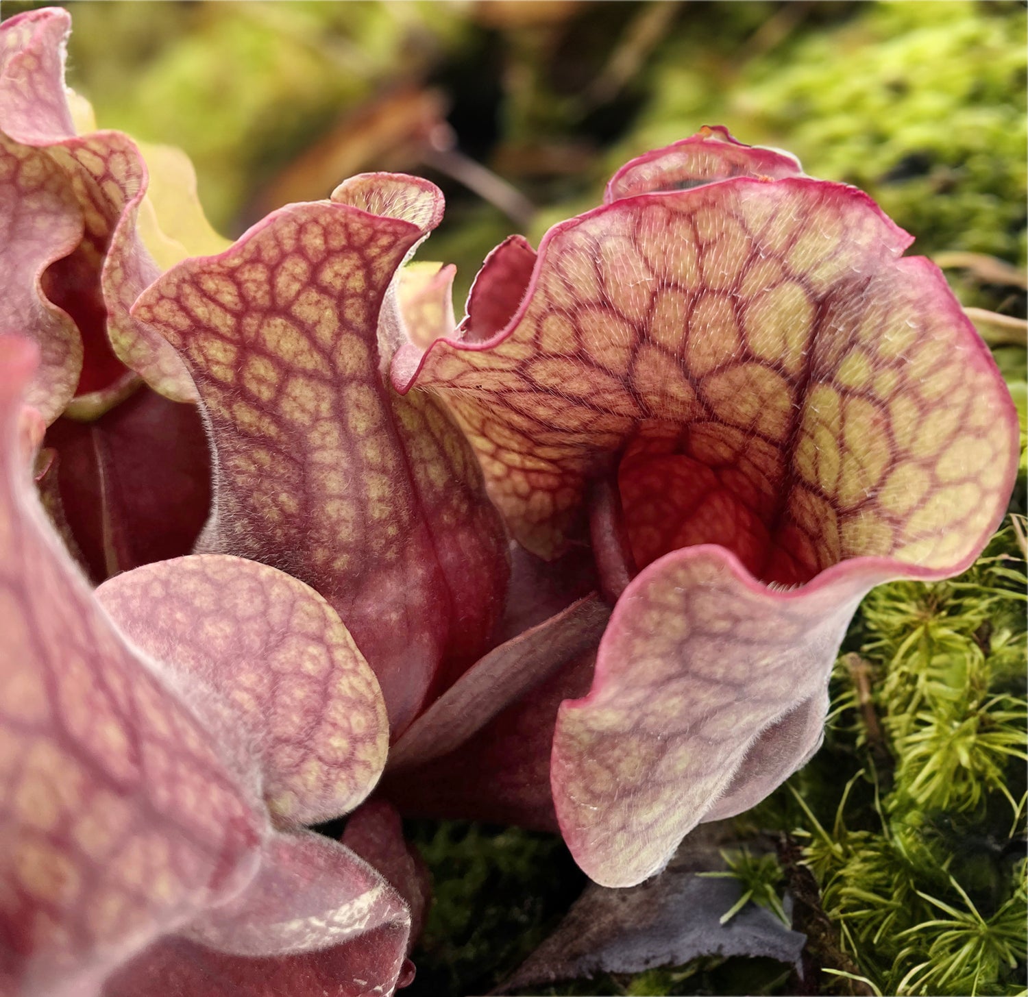 Sarracenia Purpurea