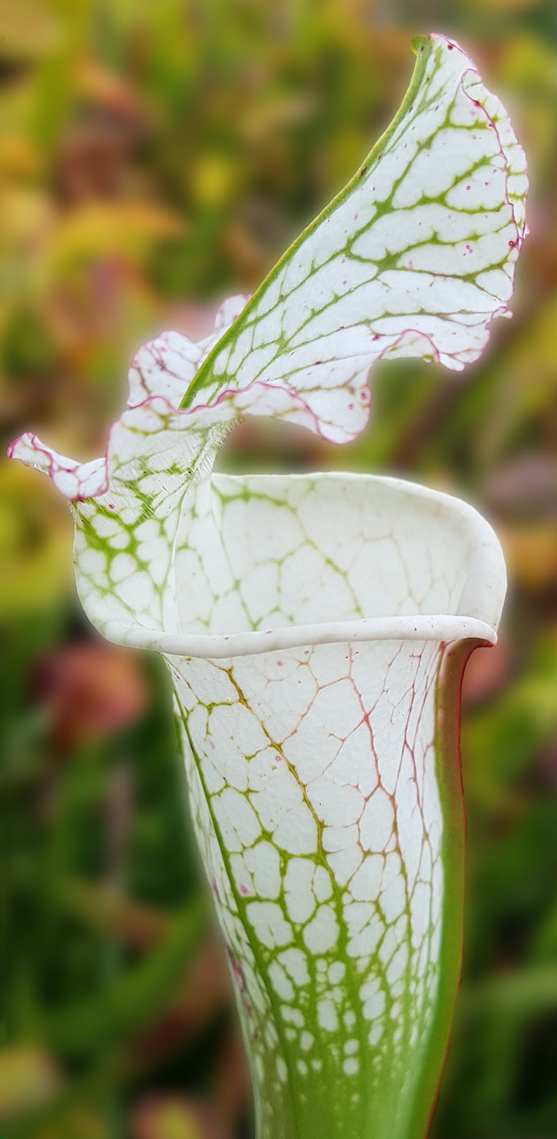 Sarracenia Leucophylla