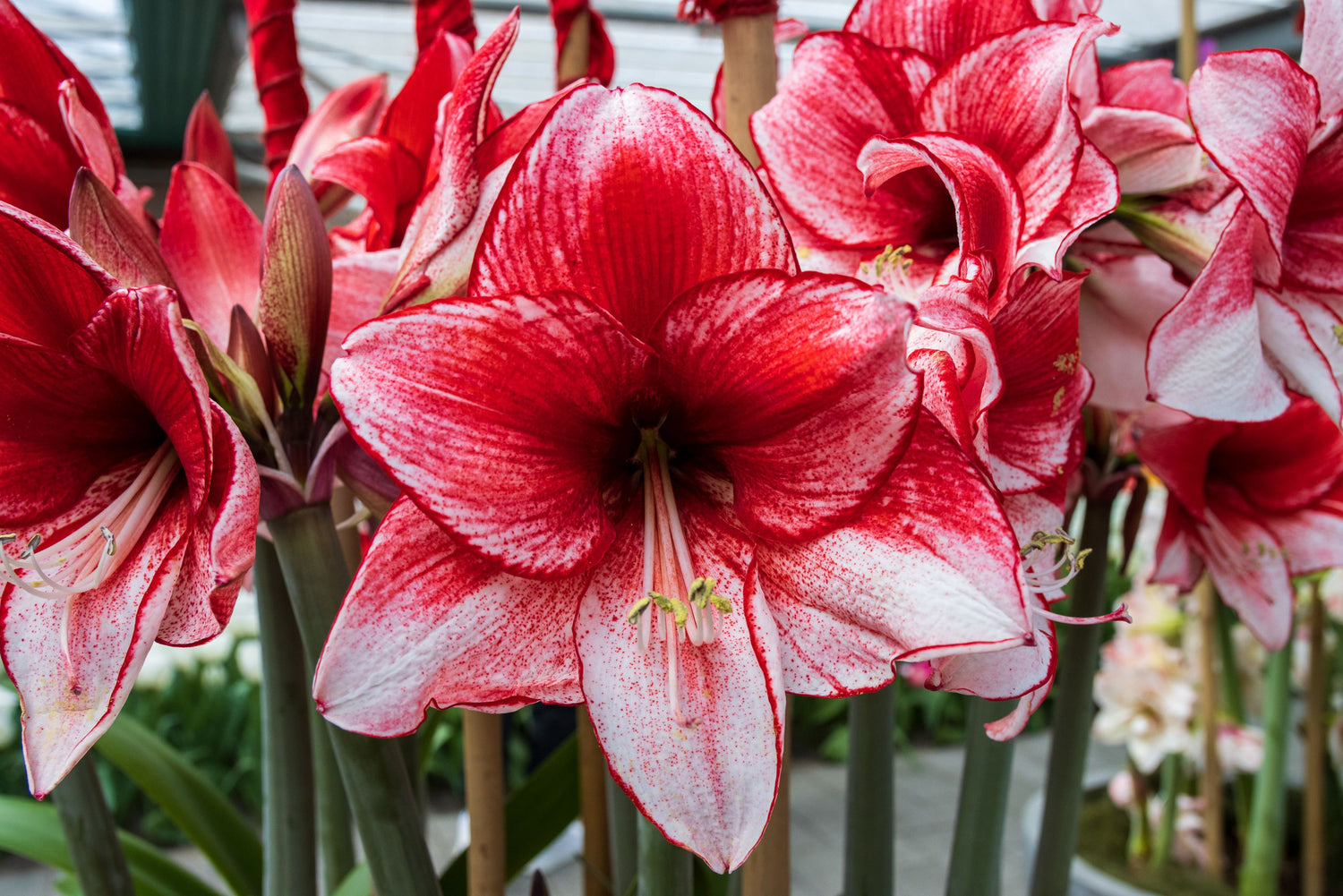 Hippeastrum - Sternstunden der Flora