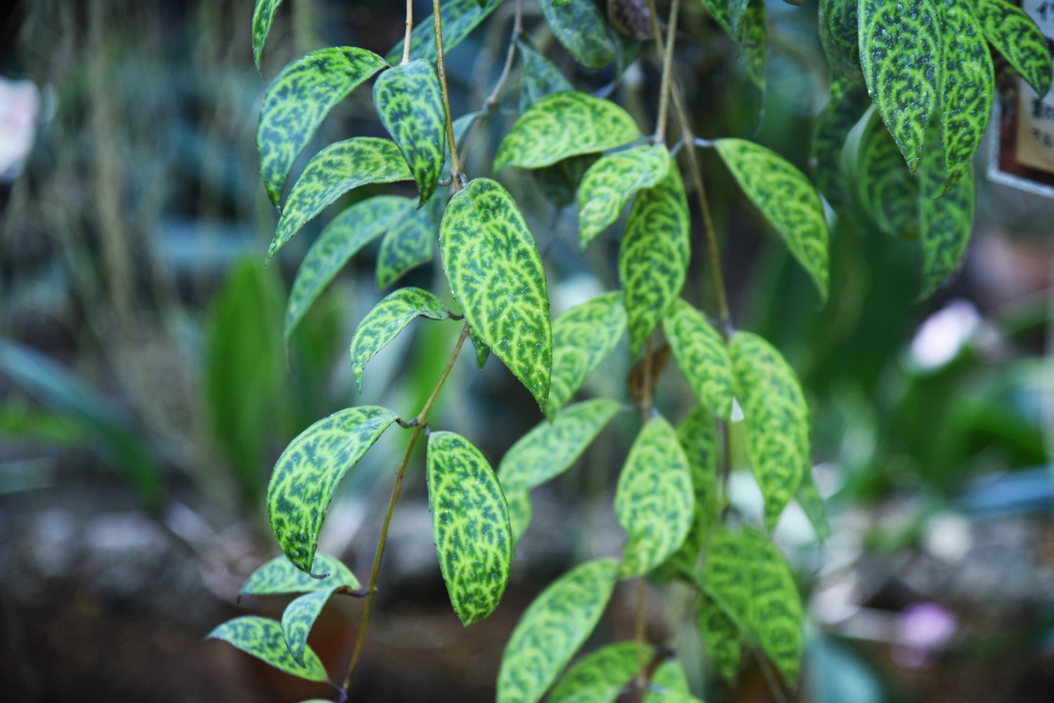 Farbenpracht Aeschynanthus - Leuchtende Lippenblüten