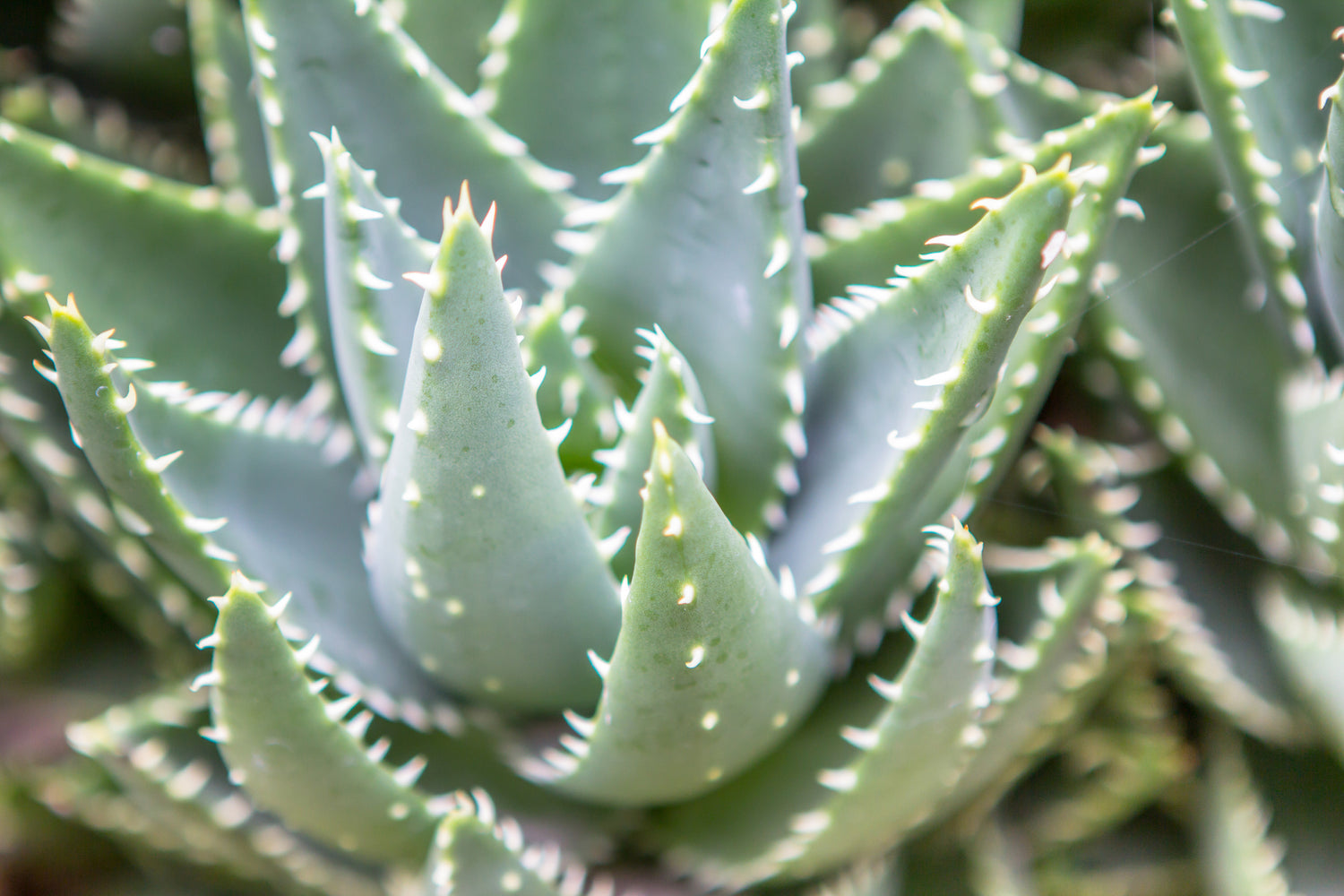 Aloe Ambiente - Erfrischende Naturakzente