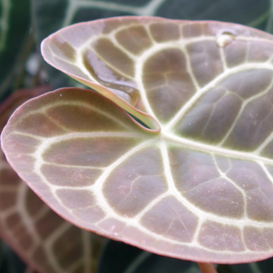 Anthurium