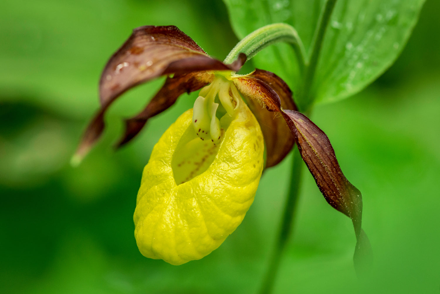 Gartenzauber - Die Pracht der Gartenorchideen