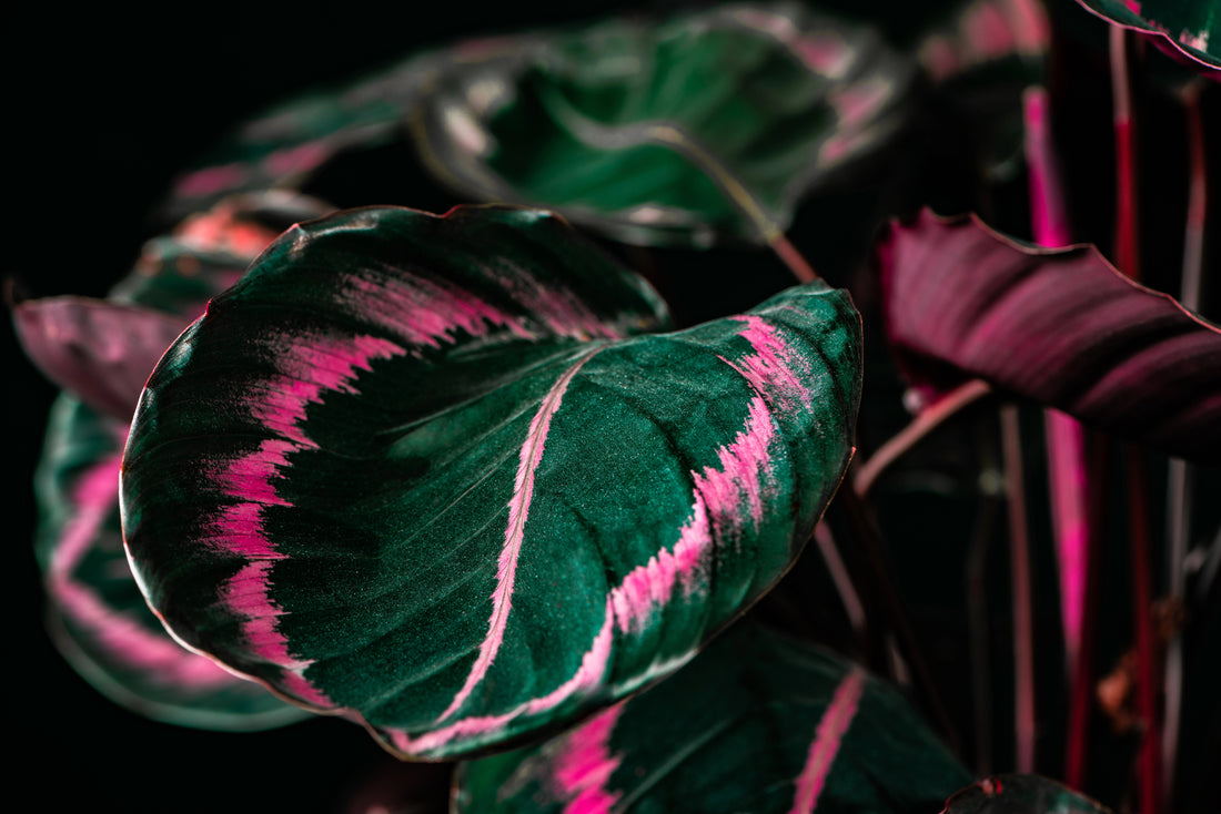 Calathea