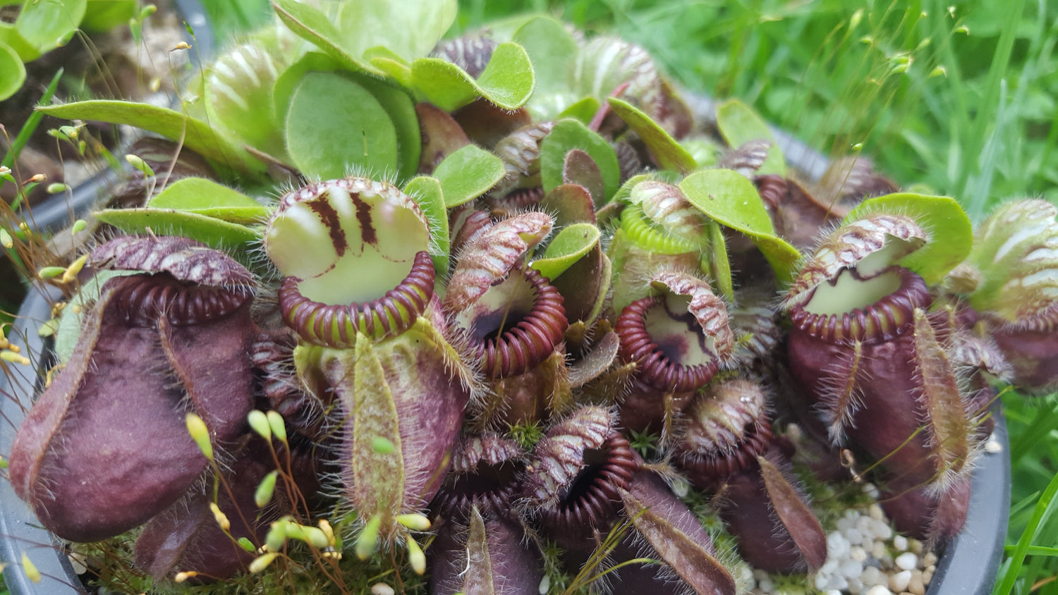 Cephalotus follicularis – Eleganz in Krugform