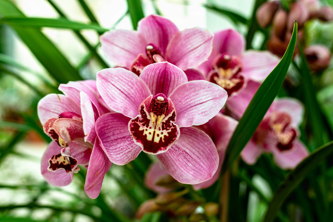 Cymbidium