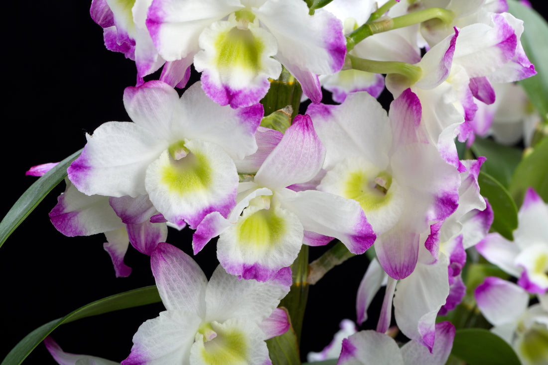 Dendrobium