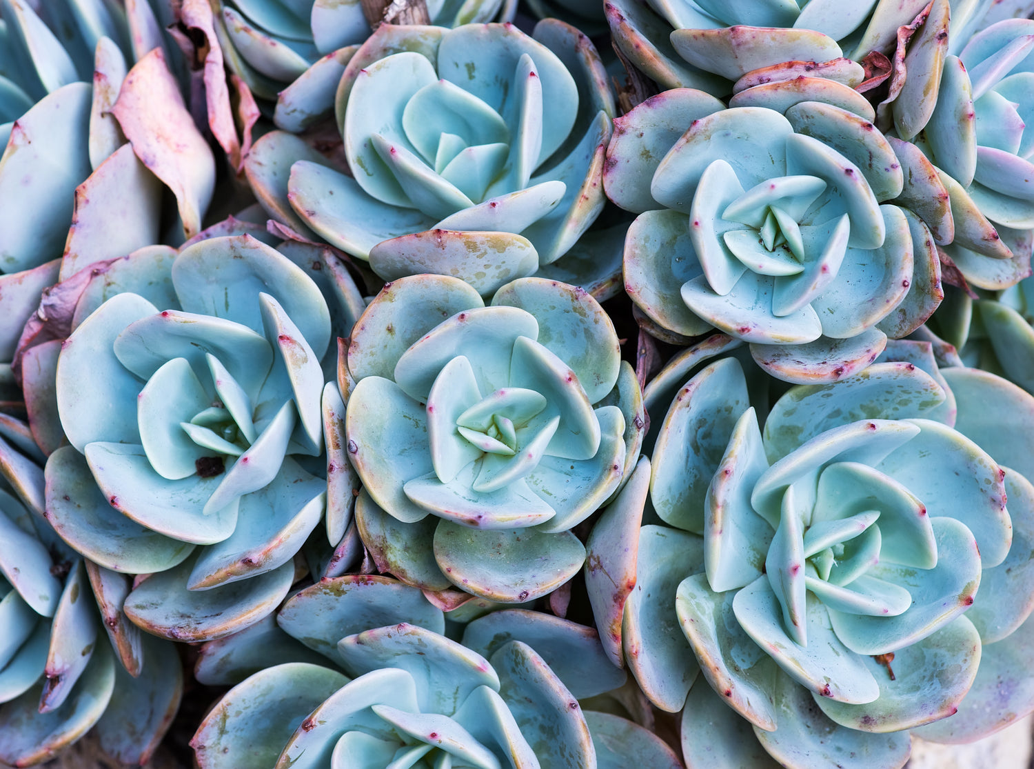 Echeveria Eleganz - Rosetten, die verzaubern