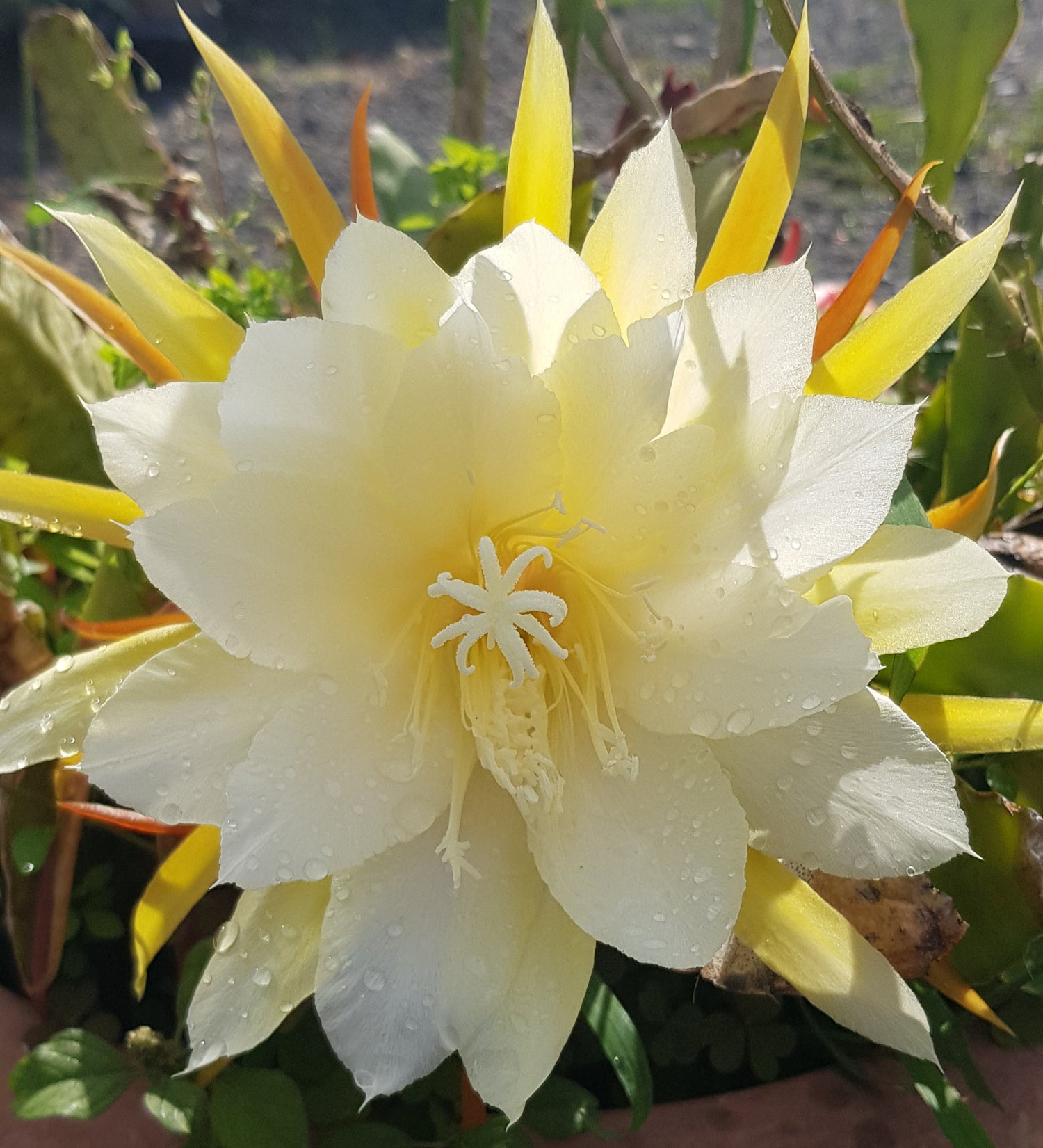 Epiphyllum Entdeckung - Blüten der Nacht