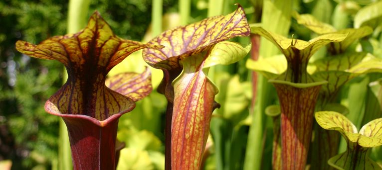 Sarracenia Flava