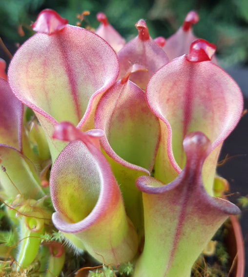 Heliamphora, die exotische Hochmoor-Schönheit