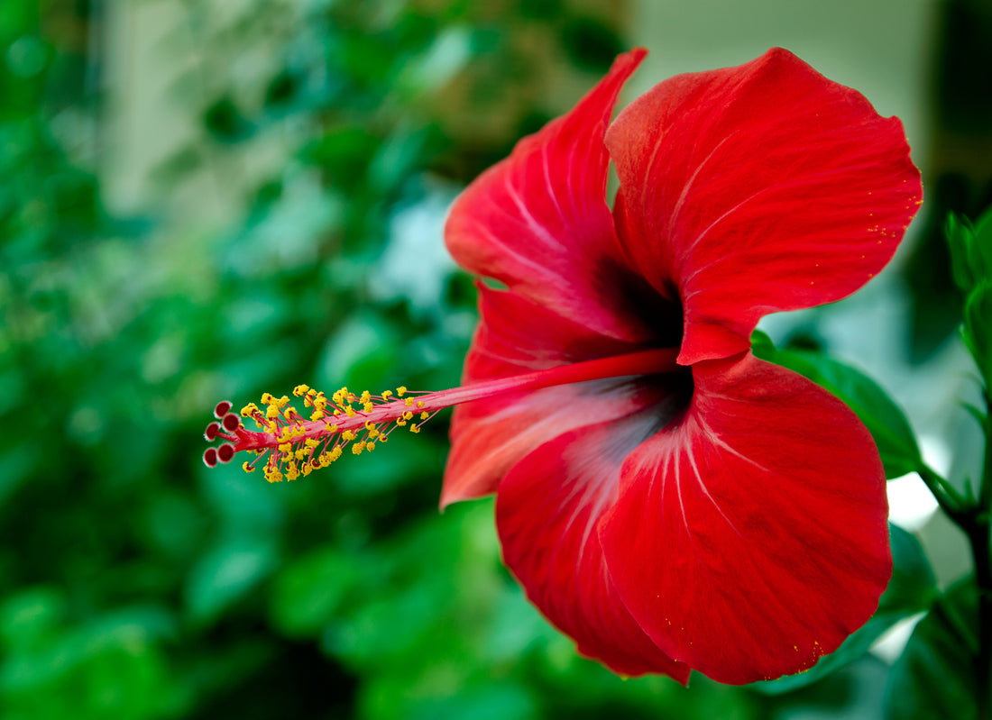 Hibiskus