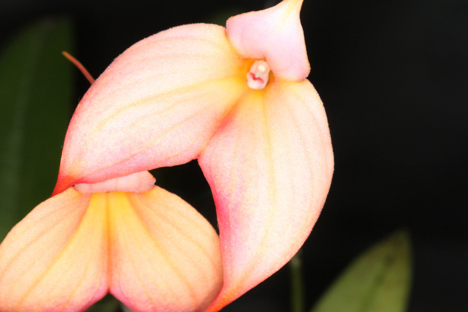 Masdevallia Magie - Kühle Blütenschönheiten