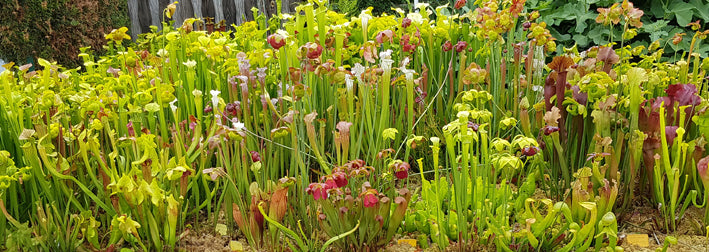 Sarracenia Alata