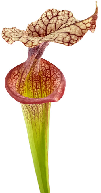 Sarracenia Moorei-Hybriden