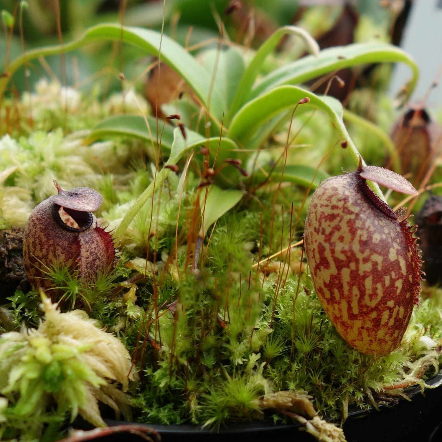 Hochlandarten der Nepenthes – Meister der Kühle