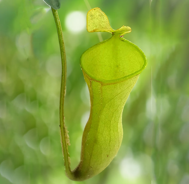 Intermediäre Nepenthes - Zwei Welten in einer