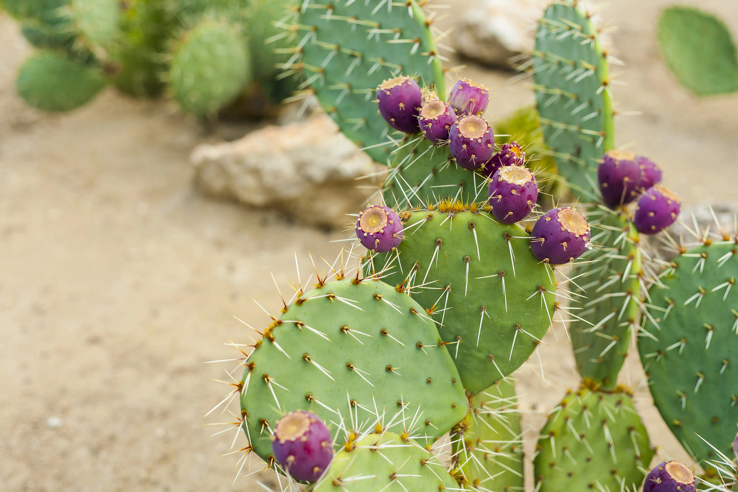 Opuntia Oase - Vielfalt im Stachelkleid