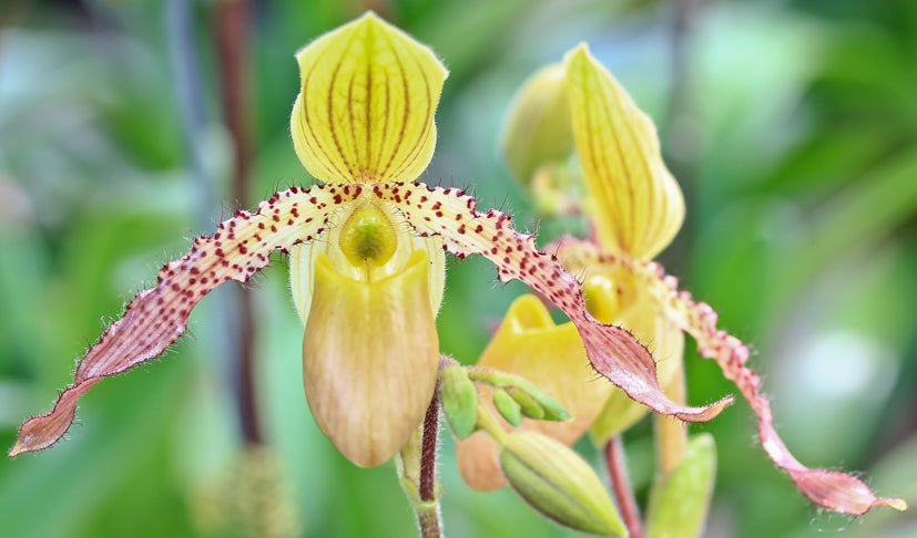 Paphiopedilum