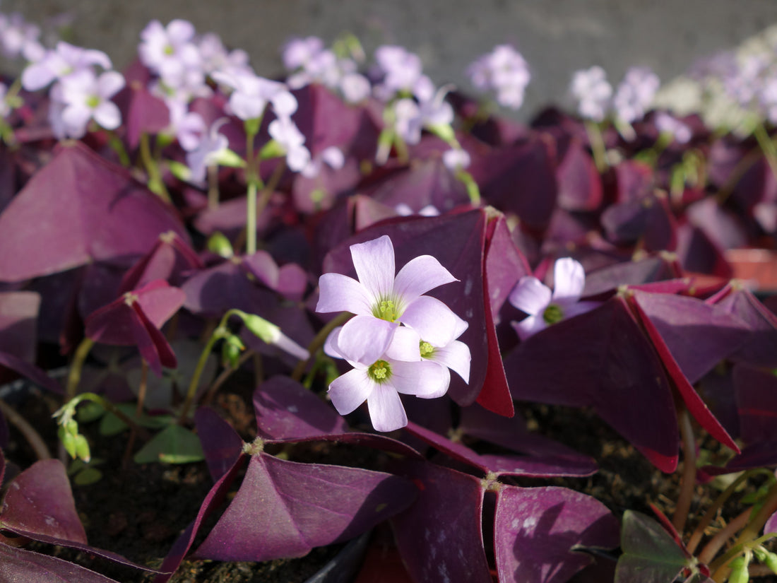 Oxalis