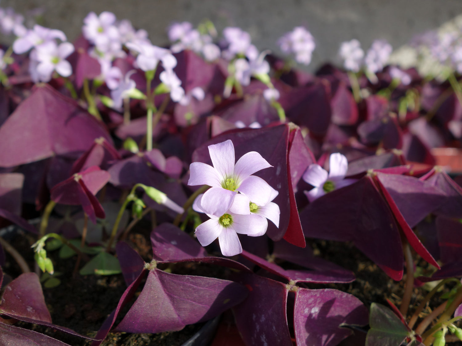 Oxalis – Blütenmeer im Fensterbrett