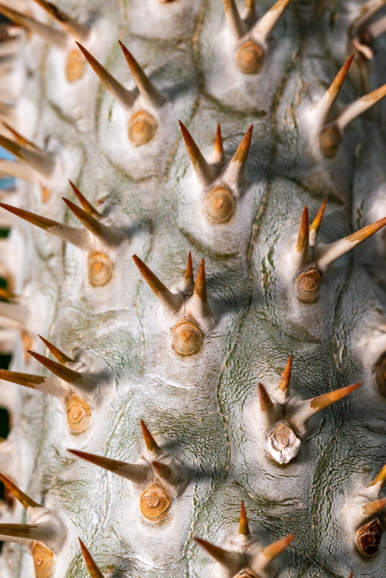 Pachypodium - Skulpturen der Savanne