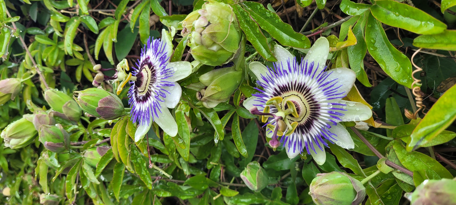 Passiflora-Paradies - Exotische Eleganz