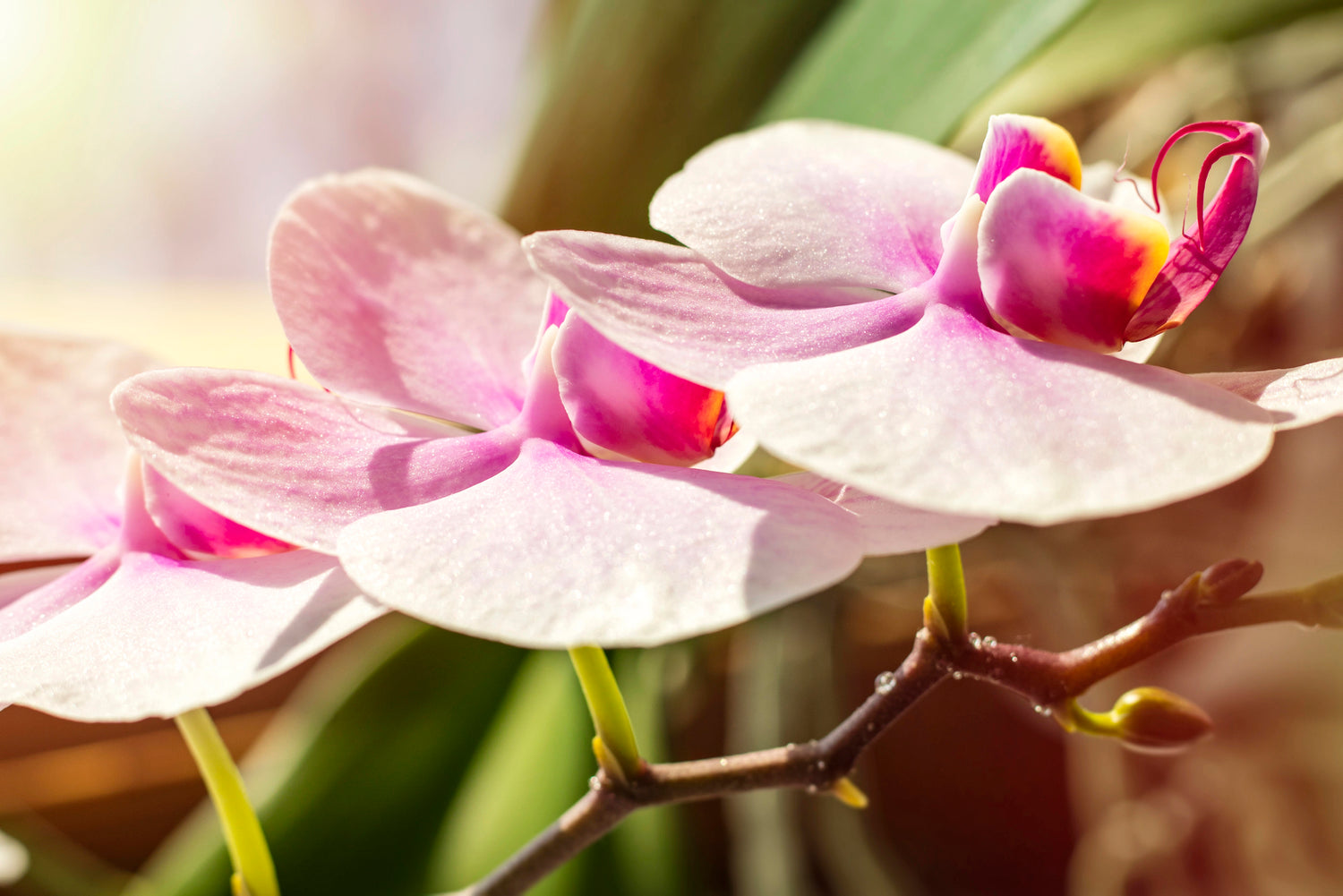 Phalaenopsis Phantasie - Klassiker für jeden Anlass