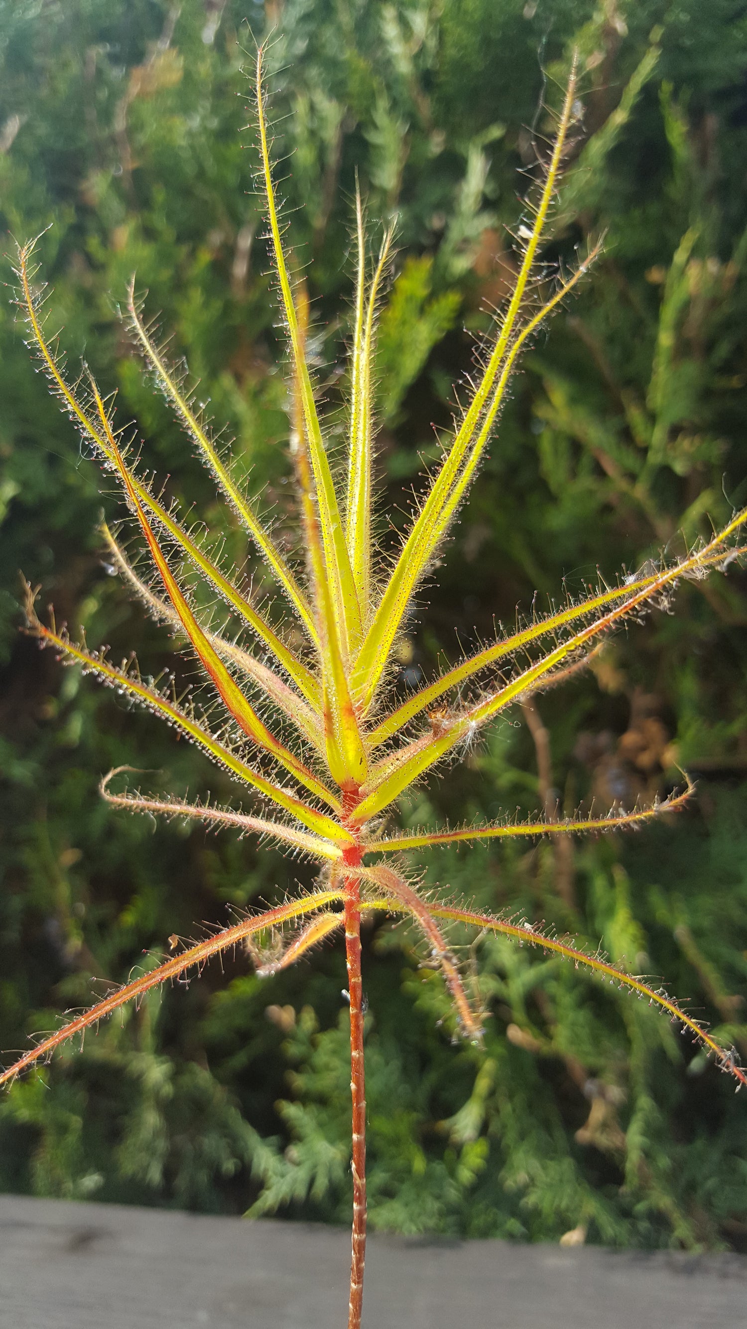 Roridula – Naturwunder mit klebrigem Charme