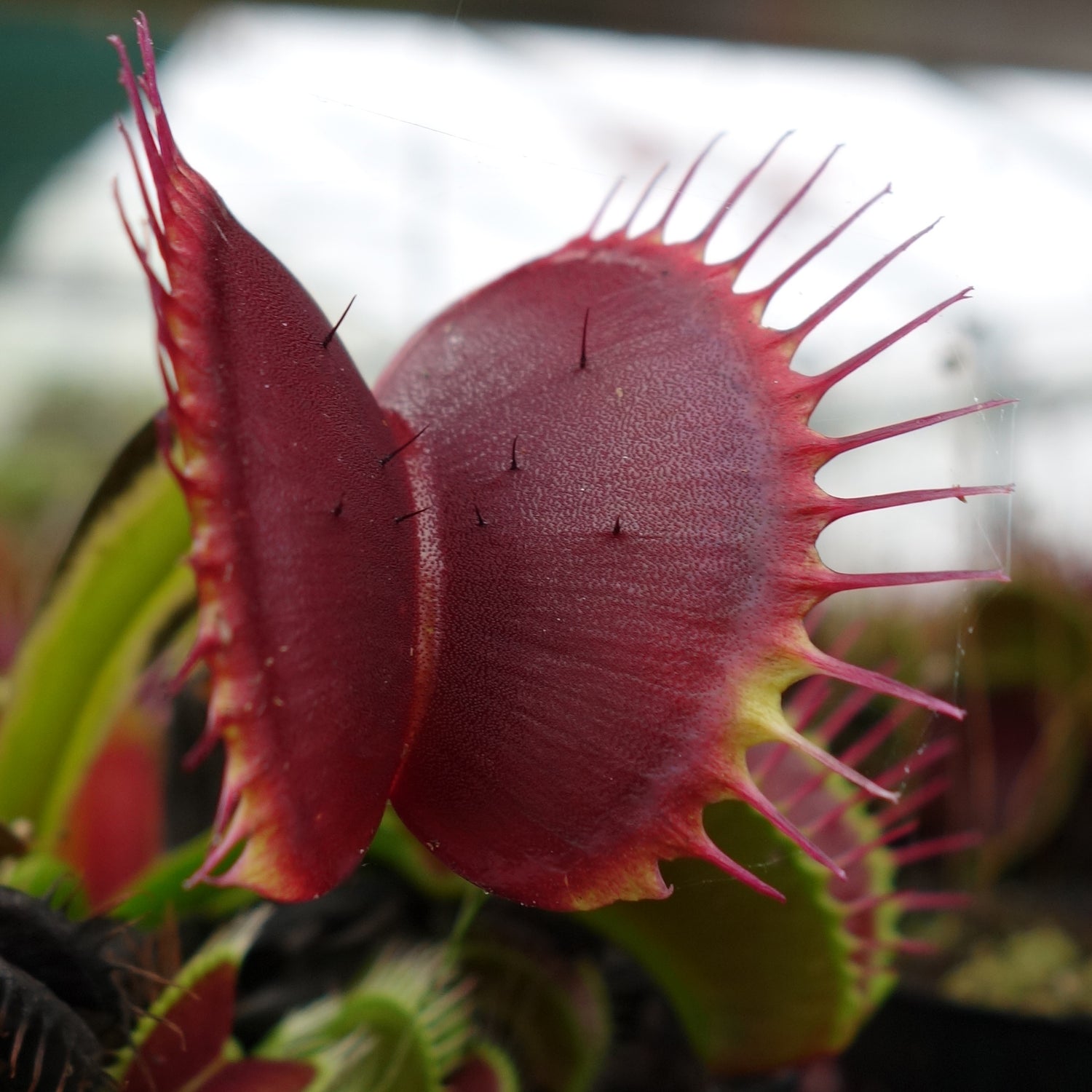 Dionaea muscipula mit intensiv roter Färbung