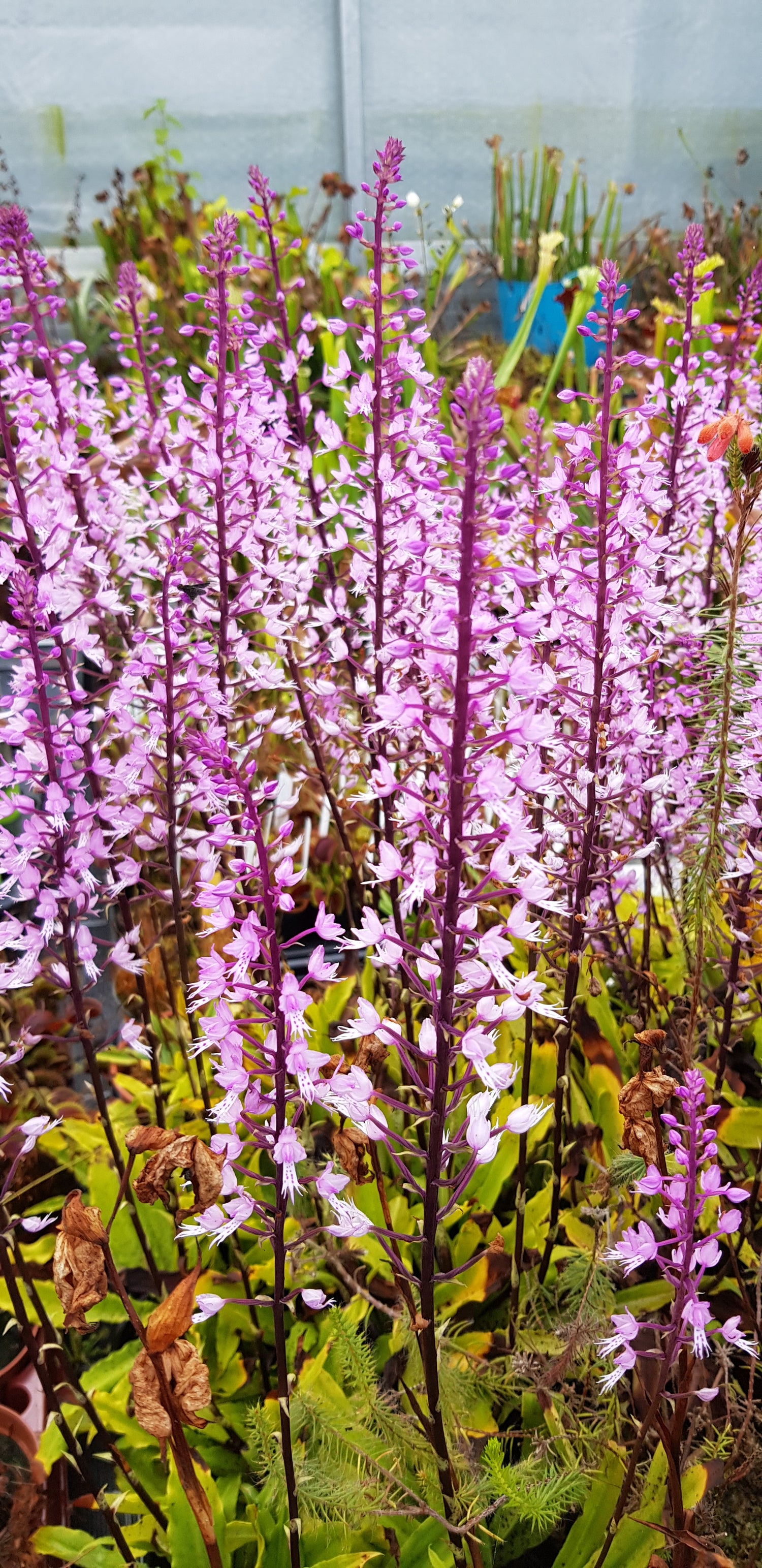 Blumen für den Garten - Ein Kaleidoskop der Farben