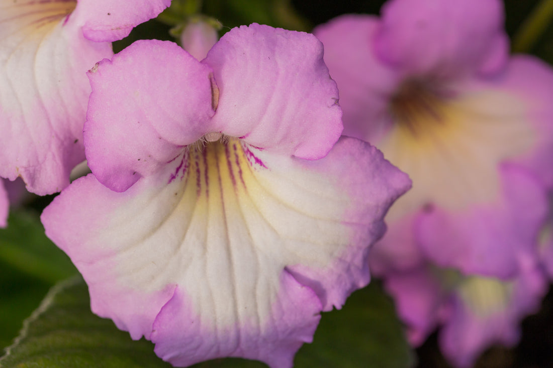 Streptocarpus