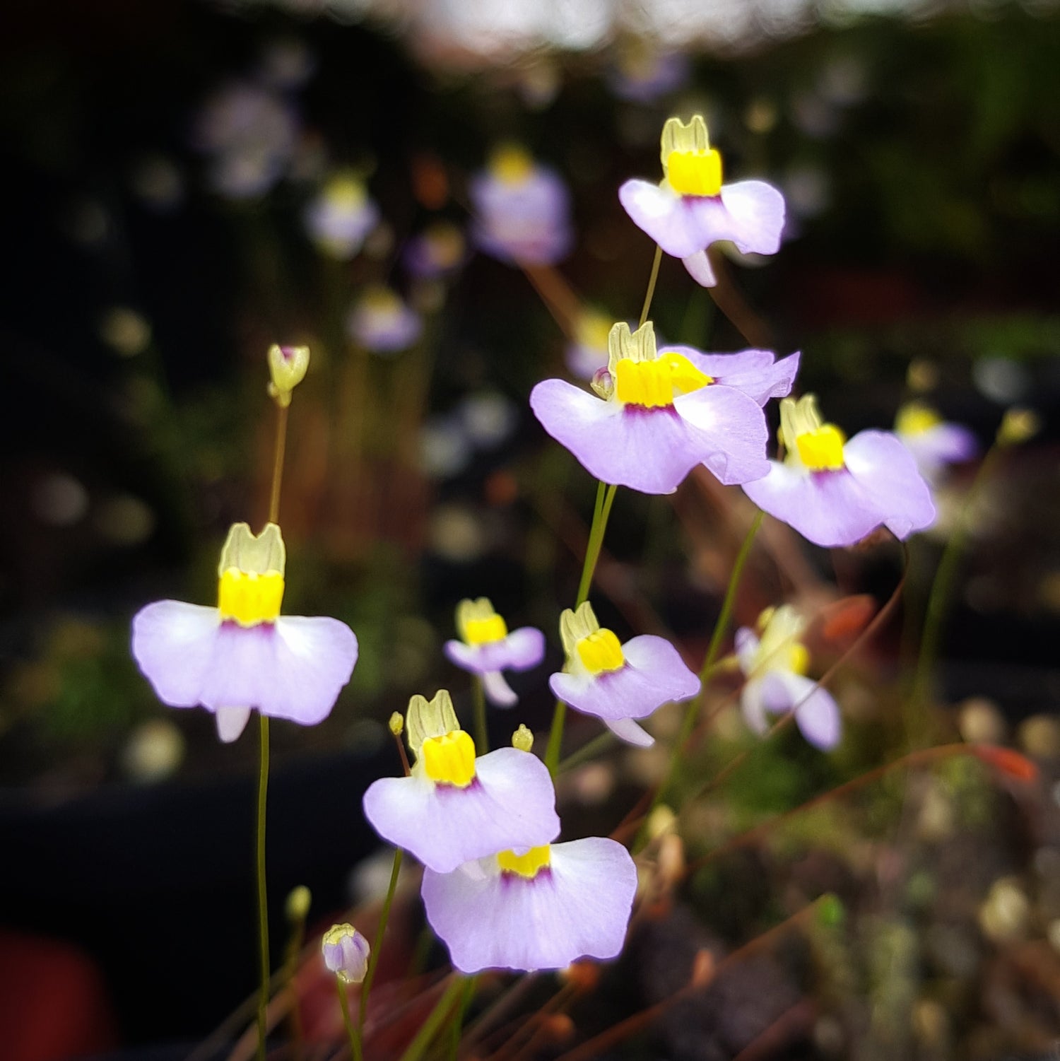 Utricularia – Verborgene Jäger unter Wasser & Erde