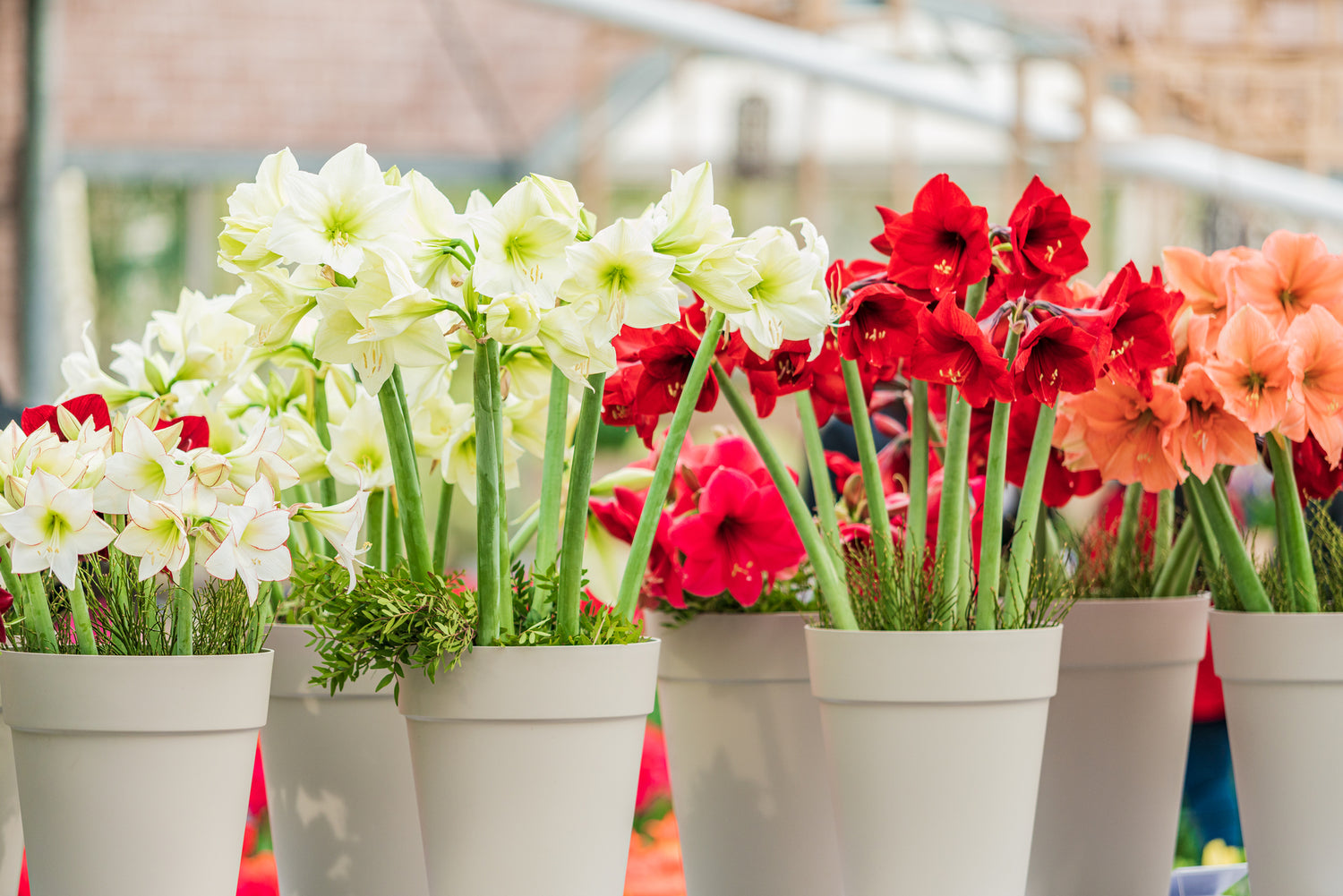 gewachste Amaryllis / Hippeastrum