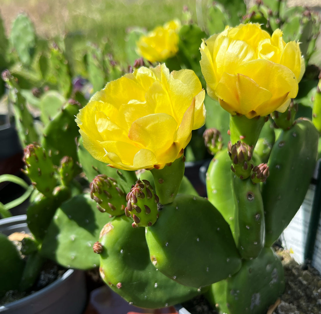 Opuntia humifusa - winterharter Feigenkaktus