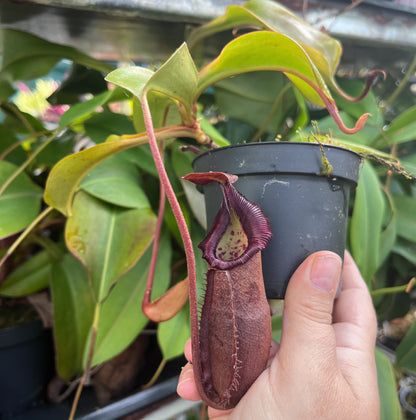 Nepenthes densiflora x robcantleyi BE-3573